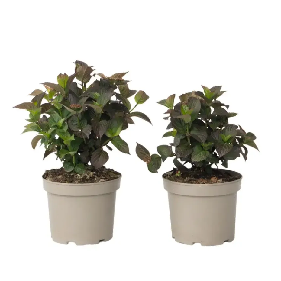 Hortensia - Set van 2 - Hydrangea serrata 'Dare Devil' - Hoogte 19cm