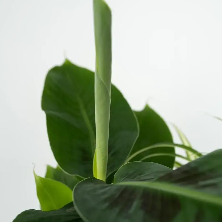 Huisdiervriendelijke planten - Set van 4 - Kamerplanten - Hoogte 25-40cm - ⌀12cm
