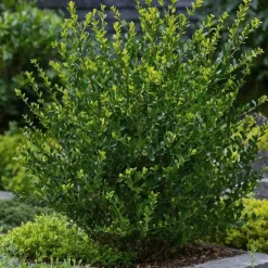 Hulsthaag - Set van 48 - Ilex crenata 'Jenny' - Hoogte 10-20cm - ⌀9cm