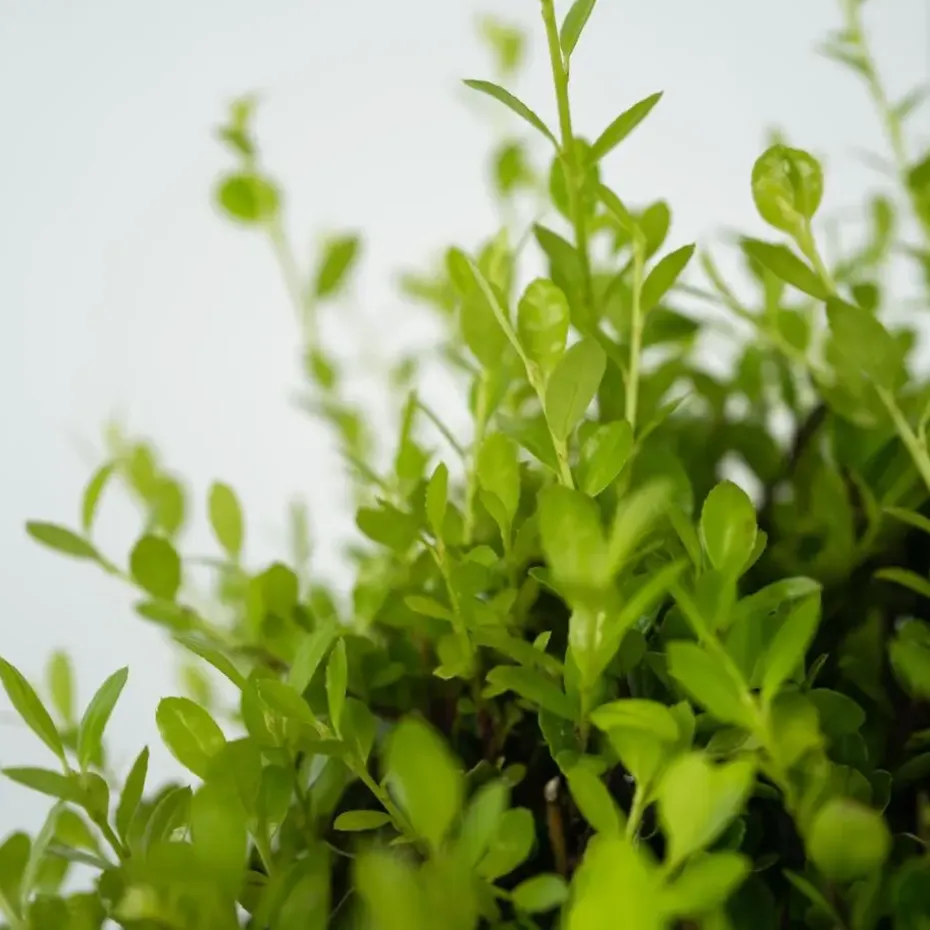 Hulsthaag - Set van 12 - Ilex crenata 'Jenny' - Hoogte 10-20cm - ⌀9cm