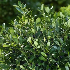 Hulsthaag - Set van 12 - Ilex crenata 'Jenny' - Hoogte 10-20cm - ⌀9cm