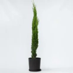 Italiaanse Cipres - Cupressus sempervirens - Hoogte 70-80cm - ⌀19cm