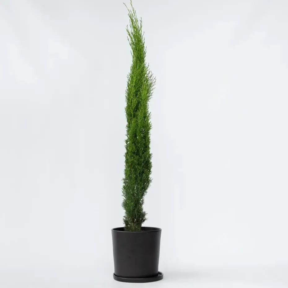 Italiaanse Cipres - Cupressus sempervirens - Hoogte 70-80cm - ⌀19cm
