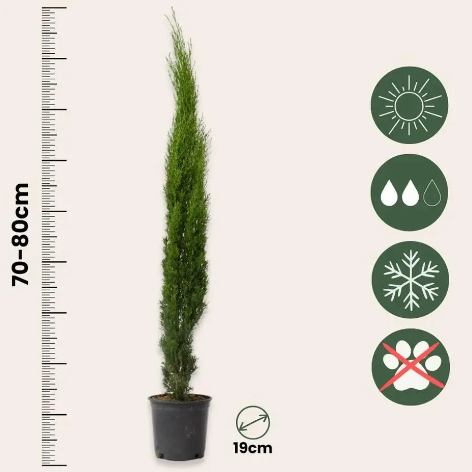 Italiaanse Cipres - Cupressus sempervirens - Hoogte 70-80cm - ⌀19cm