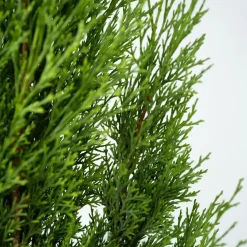 Italiaanse cipres - Set van 2 - Cupressus sempervirens - Hoogte 70-80cm - ⌀19cm