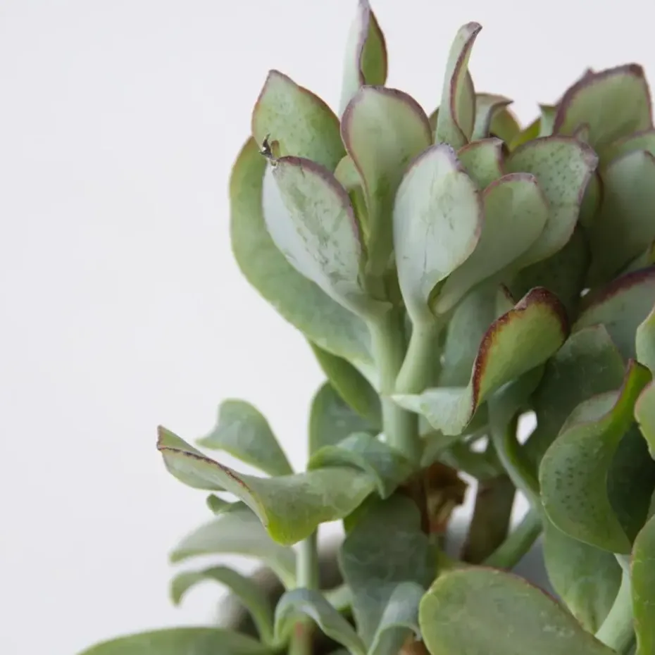 Jadeplant - Crassula arborescens 'Curly' - Hoogte 15-25 cm - Pot 12 c