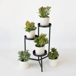 Jadeplant - Crassula arborescens 'Curly' - Hoogte 15-25 cm - Pot 12 c