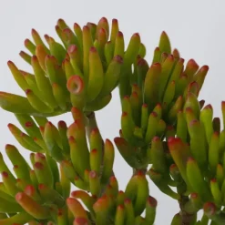 Jadeplant - Set van 2 - Crassula ovata 'Hobbit' - Hoogte 10-20cm - ⌀12cm