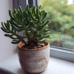 Jadeplant - Set van 2 - Crassula ovata 'Hobbit' - Hoogte 10-20cm - ⌀12cm