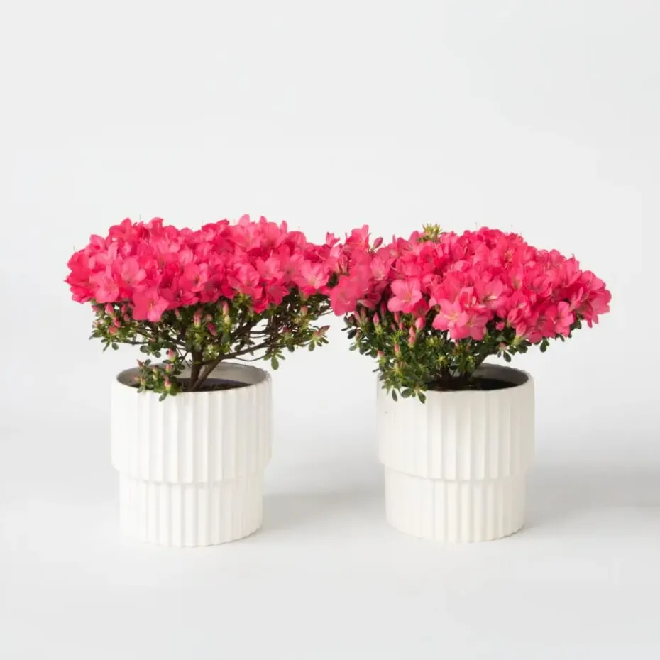 Japanse azalea - Set van 2 - Rhododendron 'Anouk' - Hoogte 25-40cm - ⌀17cm