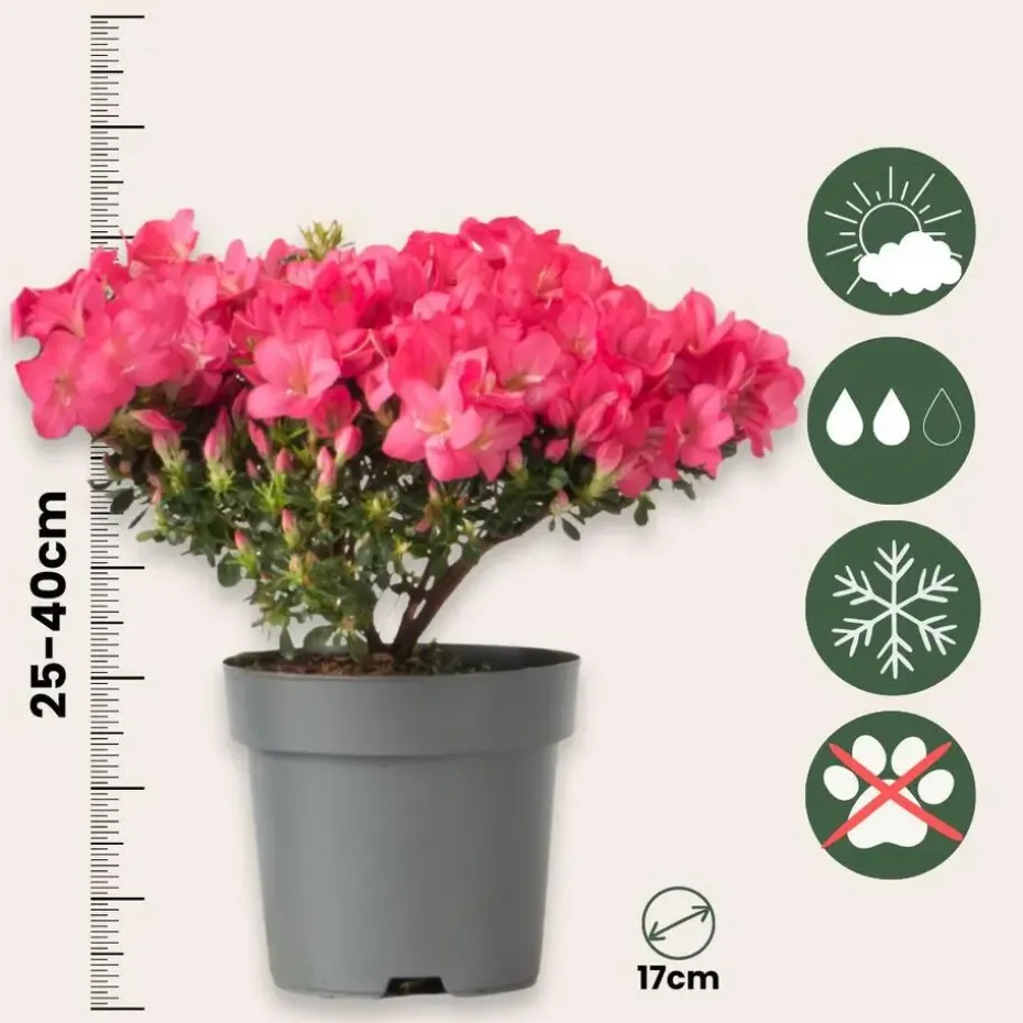Japanse azalea - Set van 4 - Rhododendron 'Anouk' - Hoogte 25-40cm - ⌀17cm