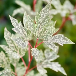 Japanse Esdoorn - Acer palmatum 'Ukigumo' - Hoogte 50-60cm - ⌀19cm