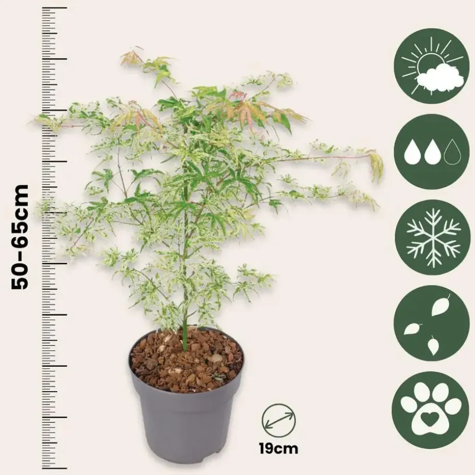 Japanse Esdoorn - Acer palmatum 'Ukigumo' - Hoogte 50-60cm - ⌀19cm