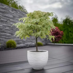 Japanse Esdoorn - Acer palmatum 'Ukigumo' - Hoogte 50-60cm - ⌀19cm