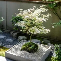 Japanse Esdoorn - Set van 2 - Acer palmatum 'Ukigumo' - Hoogte 50-60cm - ⌀19cm