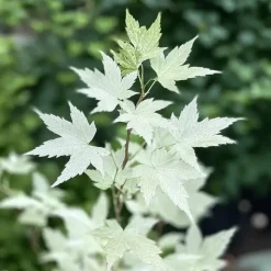 Japanse Esdoorn - Set van 2 - Acer palmatum 'Ukigumo' - Hoogte 50-60cm - ⌀19cm