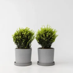 Japanse hulst - Set van 2 - Ilex crenata 'Jenny' - Hoogte 30-40cm - ⌀17cm