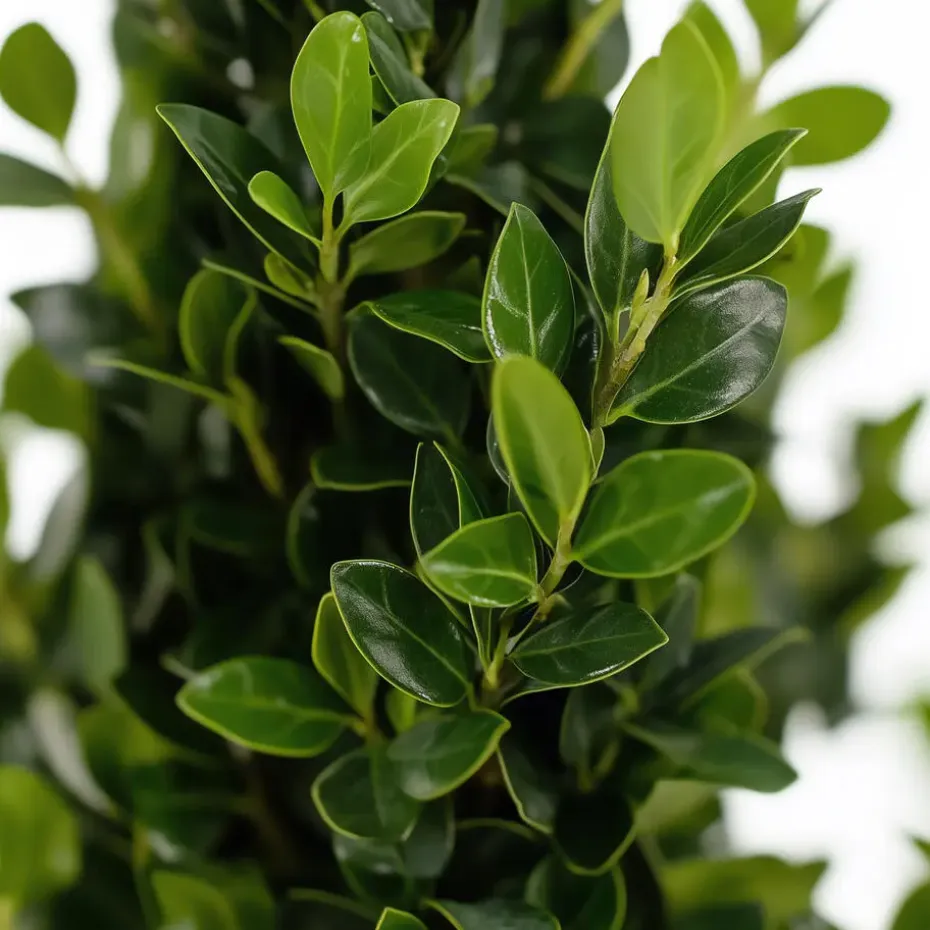 Japanse hulst - Set van 2 - Ilex crenata 'Jenny' - Hoogte 30-40cm - ⌀17cm