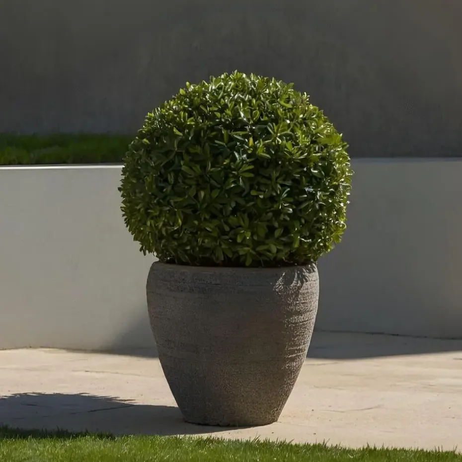 Japanse hulst - Set van 2 - Ilex crenata 'Jenny' - Hoogte 30-40cm - ⌀17cm