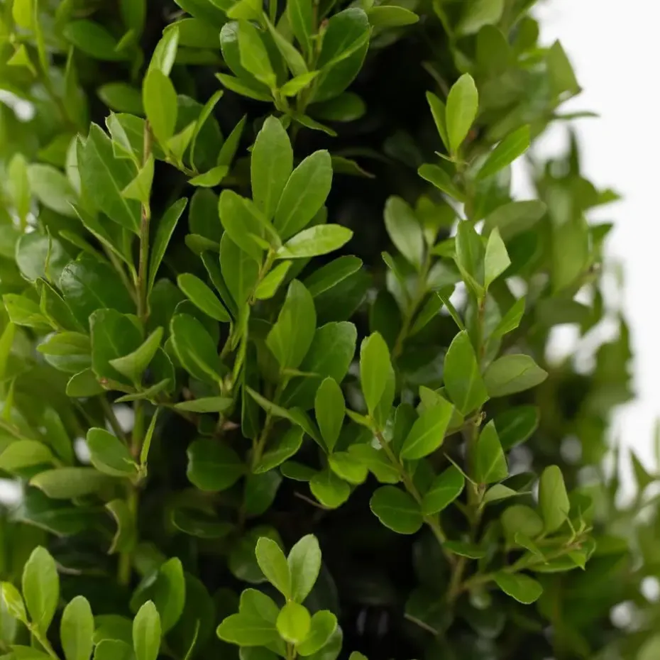 Japanse hulst - Set van 2 - Ilex crenata 'Jenny' - Hoogte 30-40cm - ⌀17cm