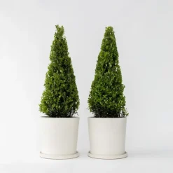 Japanse hulst - Set van 2 - Ilex crenata 'Jenny' - Hoogte 55-65cm - ⌀21cm