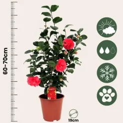 Japanse Roos - Camellia japonica 'Lady Campbell' - Hoogte 60-70cm - ⌀19cm