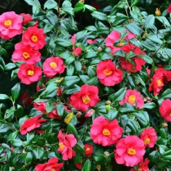 Japanse Roos - Camellia japonica 'Dr. King' - Hoogte 50-60cm - ⌀15cm