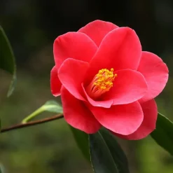 Japanse Roos - Camellia japonica 'Dr. King' - Hoogte 50-60cm - ⌀15cm