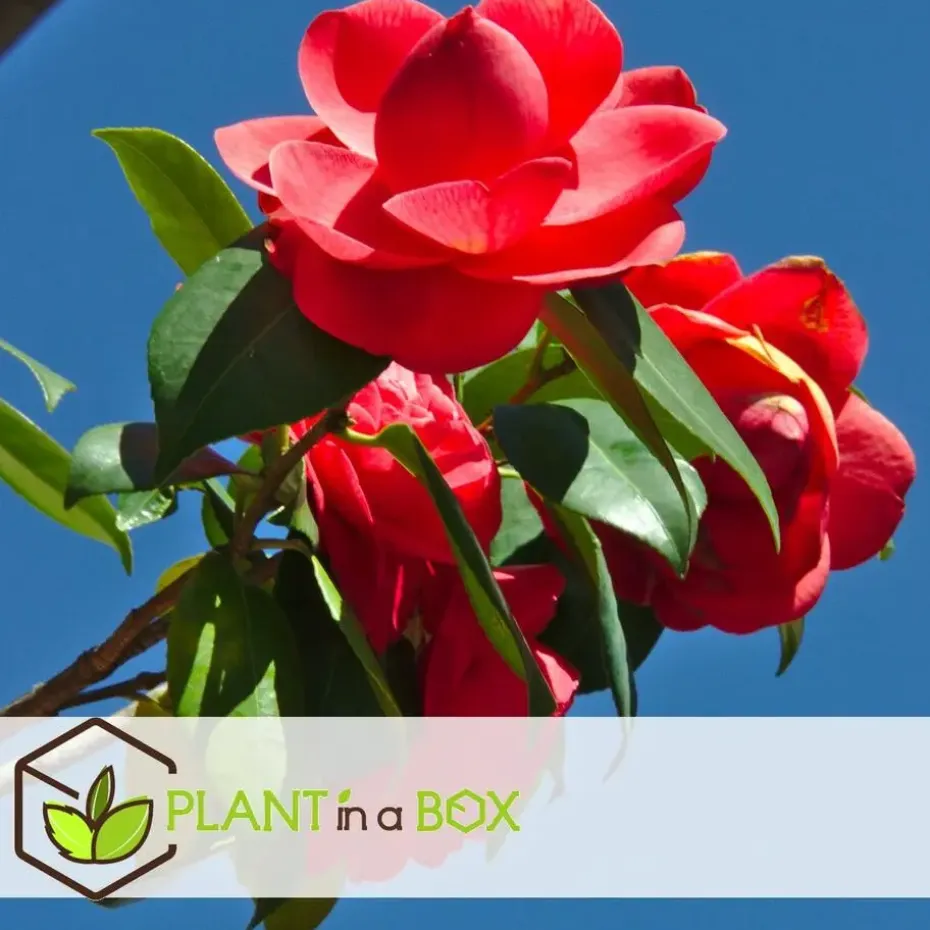 Japanse Roos - Set van 6 - Camellia japonica - Hoogte 25-40cm - ⌀9cm