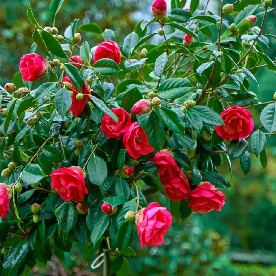 Japanse Roos - Set van 2 - Camellia japonica 'Dr. King' - Hoogte 50-60cm - ⌀15cm