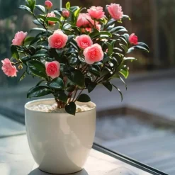 Japanse Roos - Set van 2 - Camellia japonica 'Dr. King' - Hoogte 50-60cm - ⌀15cm