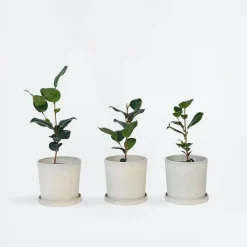 Japanse Roos - Set van 3 - Camellia japonica - Hoogte 25-40cm - ⌀9cm