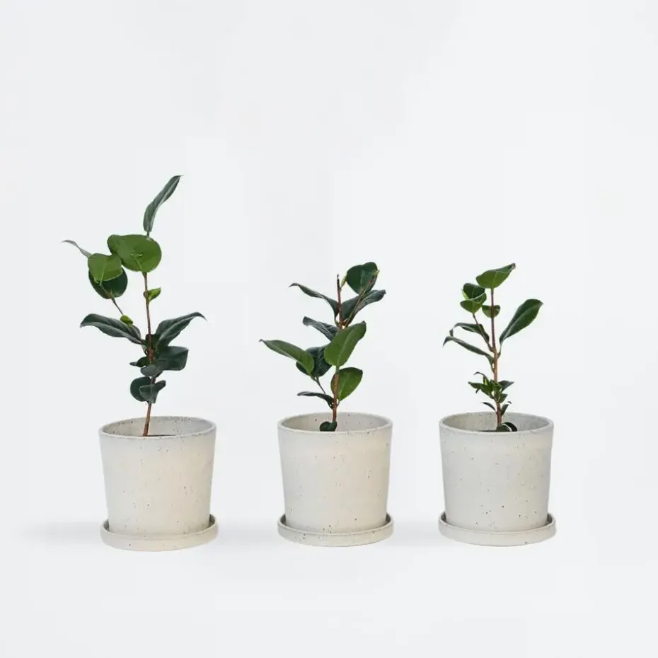 Japanse Roos - Set van 3 - Camellia japonica - Hoogte 25-40cm - ⌀9cm