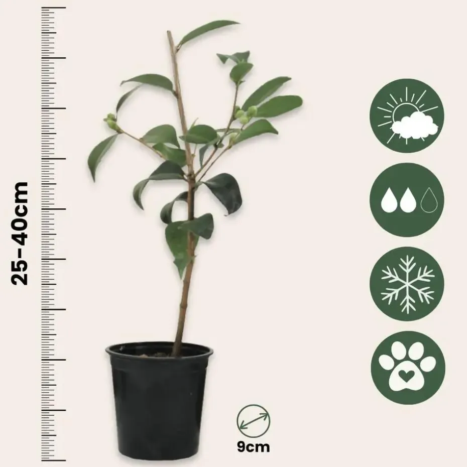 Japanse Roos - Set van 3 - Camellia japonica - Hoogte 25-40cm - ⌀9cm