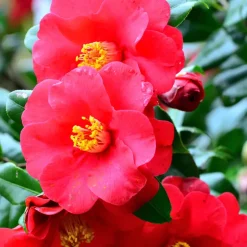 Japanse Roos - Set van 3 - Camellia japonica - Hoogte 25-40cm - ⌀9cm