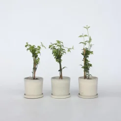 Jasmijn - Set van 3 - Jasminum 'Officinale' - Hoogte 25-40cm - ⌀9cm