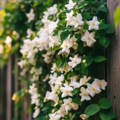 Jasmijn - Set van 3 - Jasminum 'Officinale' - Hoogte 25-40cm - ⌀9cm