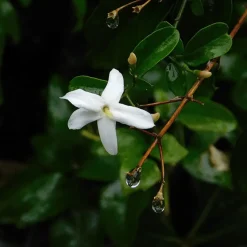 Jasmijn - Set van 3 - Jasminum 'Officinale' - Hoogte 25-40cm - ⌀9cm