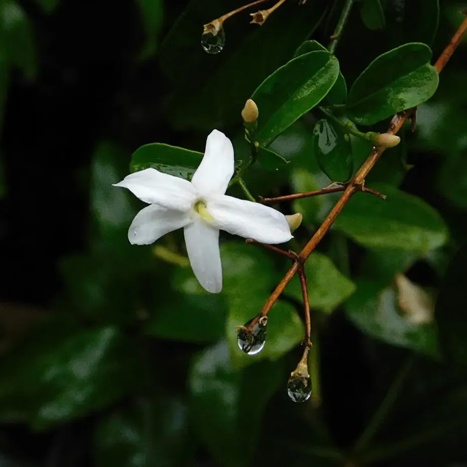 Jasmijn - Set van 3 - Jasminum 'Officinale' - Hoogte 25-40cm - ⌀9cm