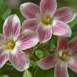 Jasmijn - Set van 3 - Jasminum 'Summer Scent' - Hoogte 25-40cm - ⌀9cm