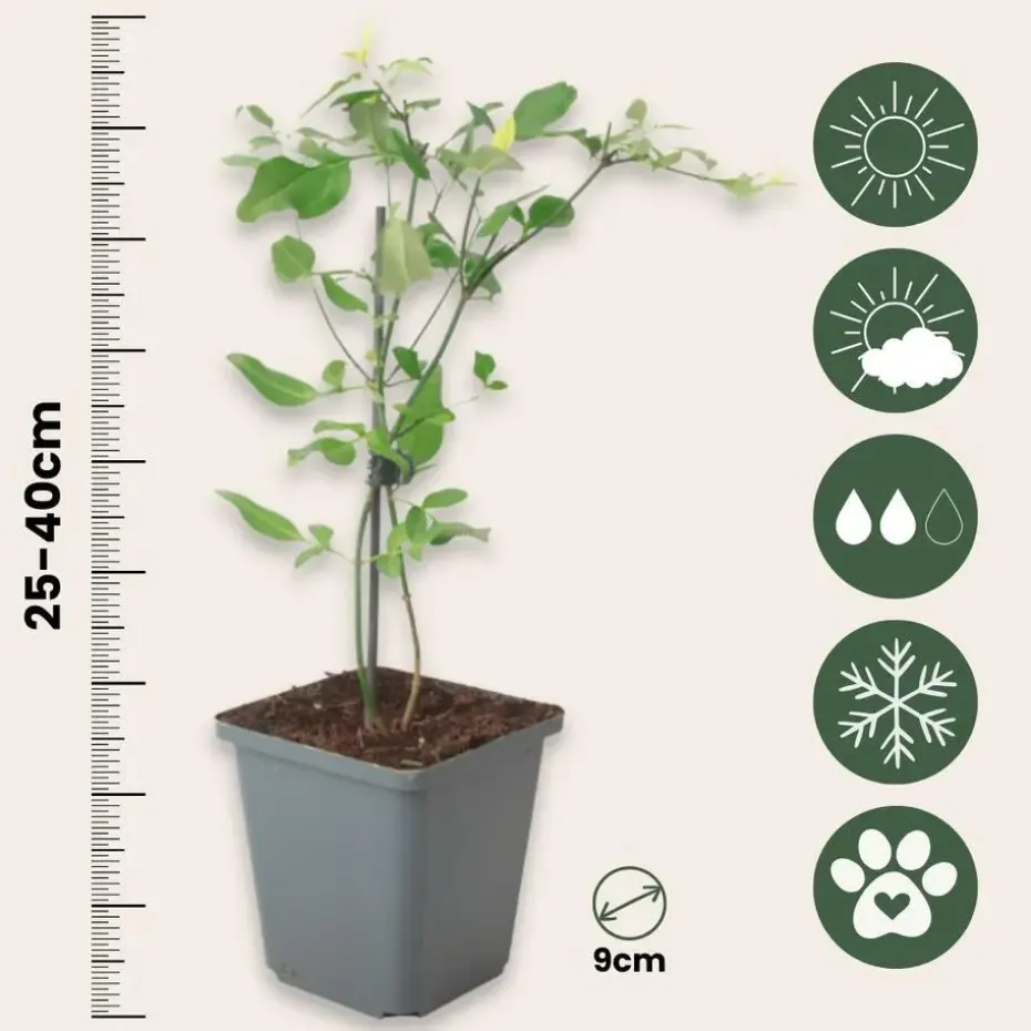 Jasmijn - Set van 3 - Jasminum 'Summer Scent' - Hoogte 25-40cm - ⌀9cm