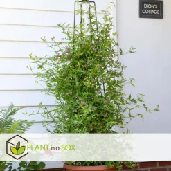 Jasmijn - Set van 3 - Jasminum 'Summer Scent' - Hoogte 25-40cm - ⌀9cm