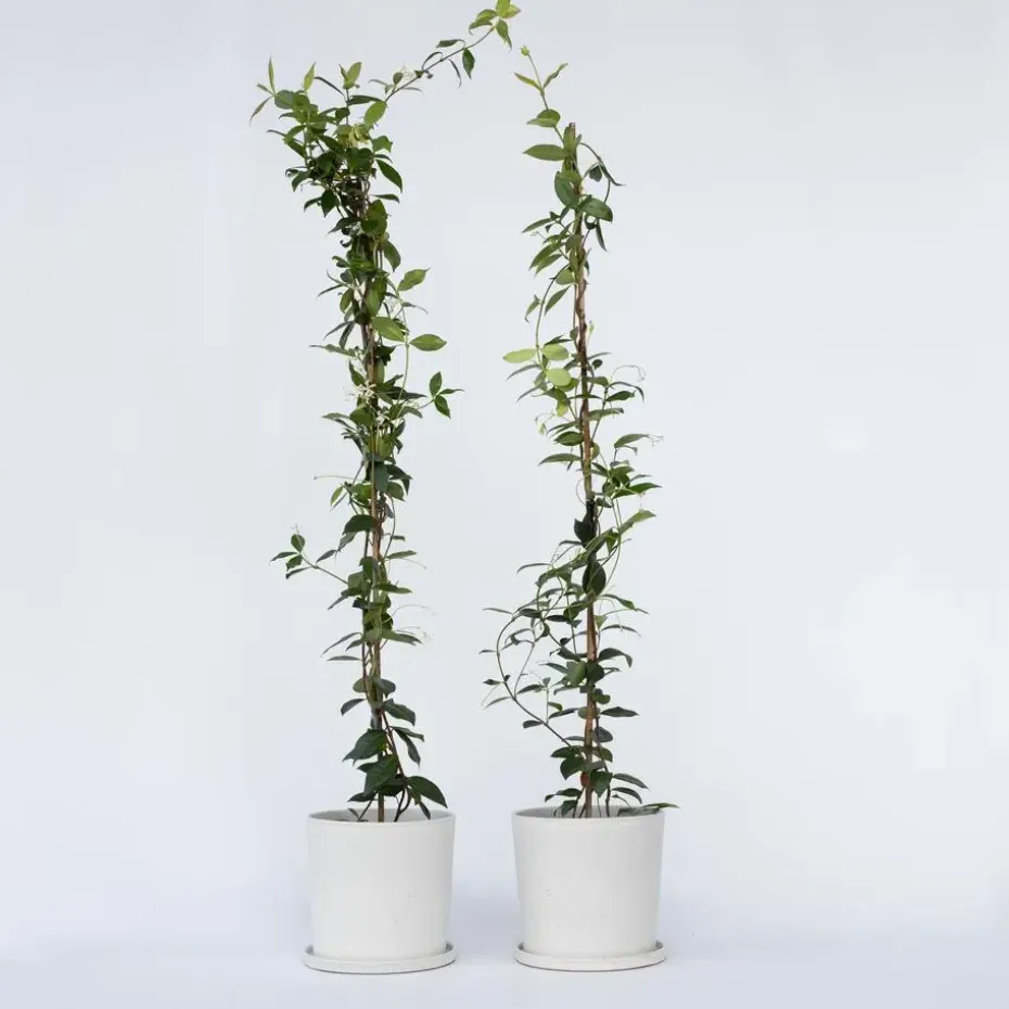 Jasmijn - Set van 8 - Trachelospermum jasminoides - Hoogte 110-120cm - ⌀17cm