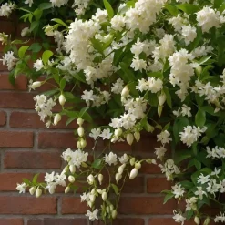 Jasmijn - Set van 8 - Trachelospermum jasminoides - Hoogte 110-120cm - ⌀17cm