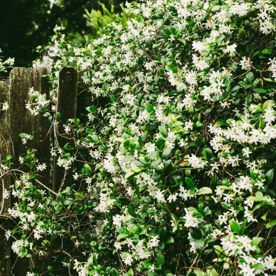 Jasmijn - Set van 8 - Trachelospermum jasminoides - Hoogte 110-120cm - ⌀17cm