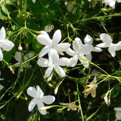Jasmijn - Set van 8 - Trachelospermum jasminoides - Hoogte 110-120cm - ⌀17cm