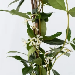 Jasmijn - Set van 2 - Trachelospermum jasminoides - Hoogte 110-120cm - ⌀17cm