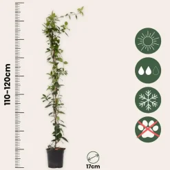 Jasmijn - Set van 2 - Trachelospermum jasminoides - Hoogte 110-120cm - ⌀17cm