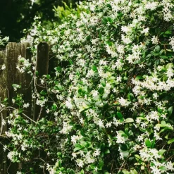 Jasmijn - Set van 2 - Trachelospermum jasminoides - Hoogte 110-120cm - ⌀17cm