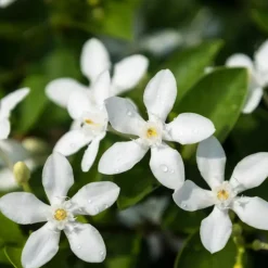 Jasmijn - Trachelospermum jasminoides - Hoogte 110-120cm - ⌀17cm